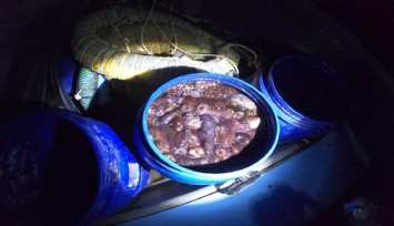 Çeşme’de 140 kilo, kaçak deniz patlıcanı avcılığına ceza