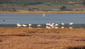 Flamingolar için jeotermal tehdit