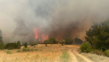 Manisa'da orman yangını  