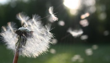 Mevsimi gelmişken: Polen alerjisi hakkında bilmeniz gerekenler