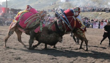 Denizli’de deve güreşi heyecanı