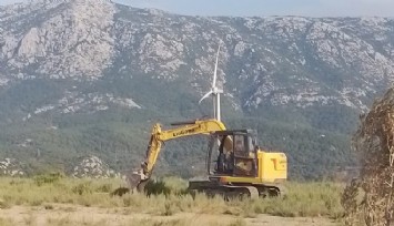 Karaburun'da zeytin katliamı sürüyor!