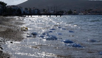 Foça plajlarında denizanası istilası: Yüzlercesi kıyıya vurdu