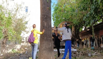 Efes Selçuk'ta ağaç kesilmesine karşı vatandaş nöbeti