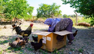 Seferihisar Belediyesinden 400 çiftçiye 4 bin tavuk