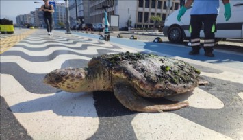 Körfez’de yaralı “Caretta Caretta” bulundu