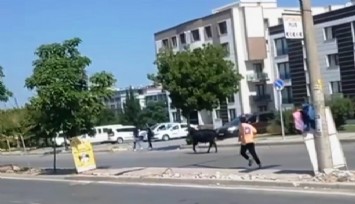 İzmir'de kurbanlık danalar kaçtı, sahipleri kovaladı  