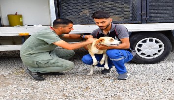 İzmir’de bir yılda 25 bin kedi ve köpek kısırlaştırıldı