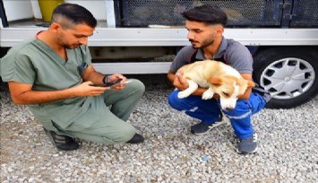 İzmir’de bir yılda 25 bin kedi ve köpek kısırlaştırıldı