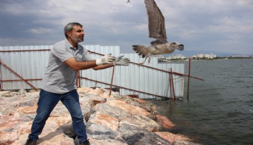 Karşıyaka'da Belediyesi'nden martılara yardım eli