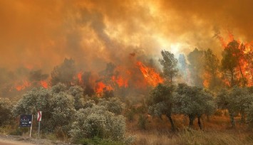 Muğla Milas'ta orman yangını!