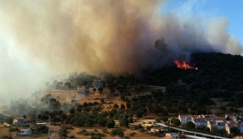 İzmir’in Dikili ilçesinde orman yangını çıktı