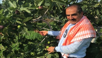 Superior Seedless Çeşidi Sofralık Üzümün ihracat yolculuğu başladı