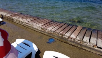 Foça plajlarında denizanası engeli