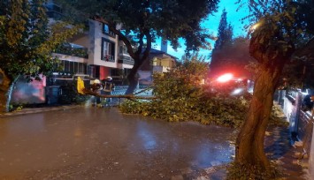 Fırtına Akhisar'da ağaçları devirdi