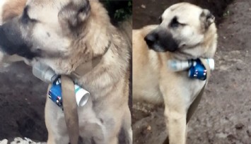 Ermeni silahlı gruplar, EYP bağladıkları köpek ile Karabağ'da Azerbaycan askerlerini hedef aldı