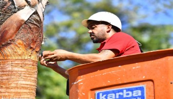 İzmir’in palmiyeleri için alarm sistemi