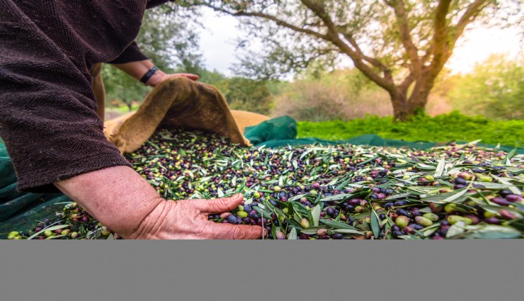 4 aylık sofralık zeytin ihracatı 74 milyon dolara ulaştı