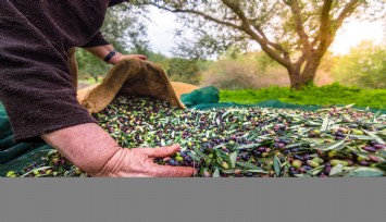 4 aylık sofralık zeytin ihracatı 74 milyon dolara ulaştı