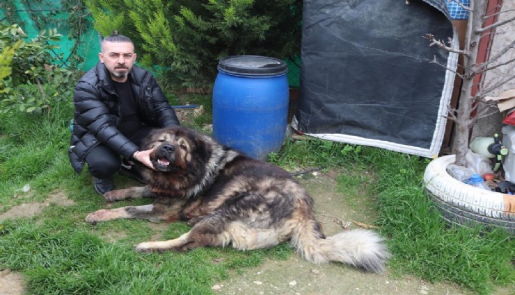 İzmir'de dehşet: Önce köpeği çalmaya çalıştı, çalamayınca pompalı tüfekle vurdu