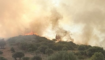 İzmir'de zeytinlik alanda yangın