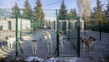 Sokak hayvanlarını ‘uyutacak’ düzenleme geliyor