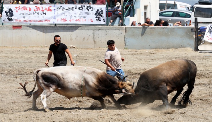 Muğla'da boğa güreşi sezonu açıldı