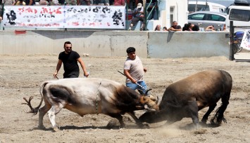 Muğla'da boğa güreşi sezonu açıldı