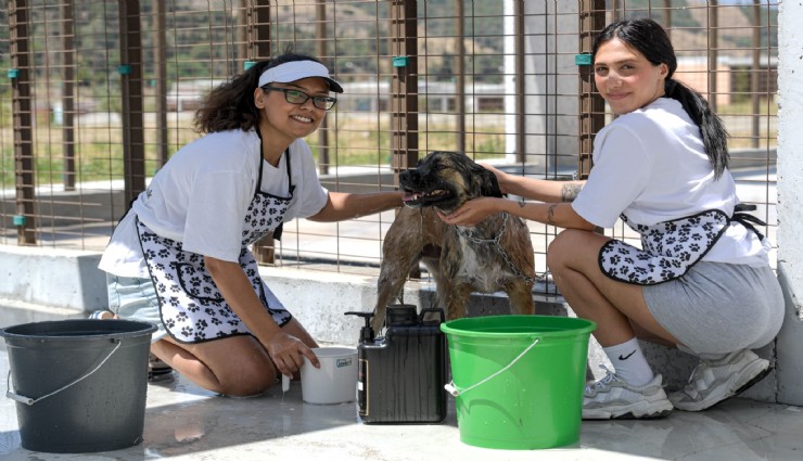 Tükiye'de ilk: İzmir'de sıcaktan bunalan can dostlarına pet kuaförler yetişti