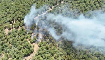 Çanakkale Bayramiç'te orman yangını