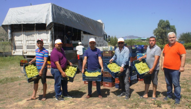 İklim değişikliği Superior Seedless Çeşidi Sofralık Üzümün ihracat yolculuğunu 15 gün öne çekti