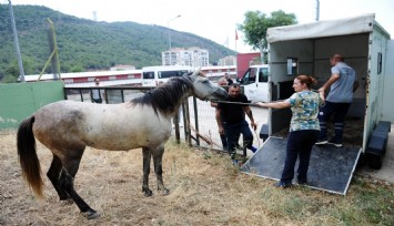 Karşıyaka’da başıboş at operasyonu