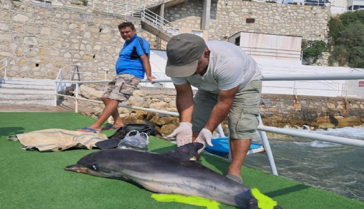 Kuşadası'nda ölü yunus karaya vurdu