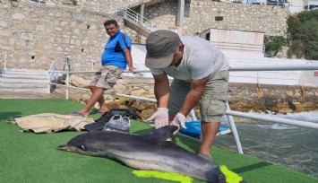 Kuşadası'nda ölü yunus karaya vurdu