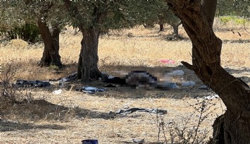 Manisa'da 15 yıldır zeytinlikte yaşıyordu: Tarlada ölü bulundu