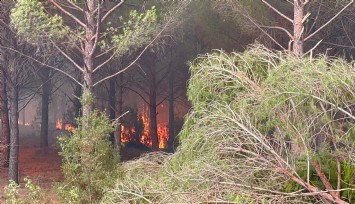 Aydın'da başlayan yangın Muğla sınırına dayandı: Alevler Muğla'nın Kavaklıdere ilçesine ilerliyor