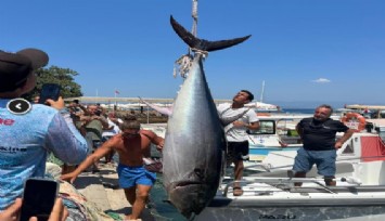 Bodrum'da 370 kiloluk orkinos yakalandı