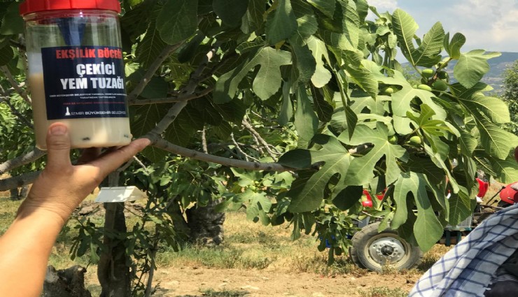 İncirde ekşilik böceği ile doğal mücadele