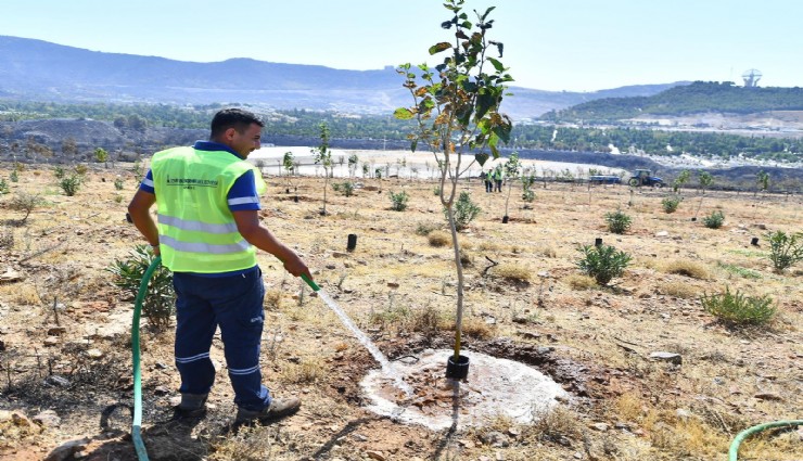 İzmir’de yangınların etkilediği 15 bin ağaç tedavi edilerek hayatta tutulacak