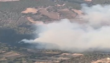 Bergama'da orman yangını